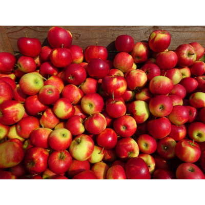 Diverse soorten appels & Peren