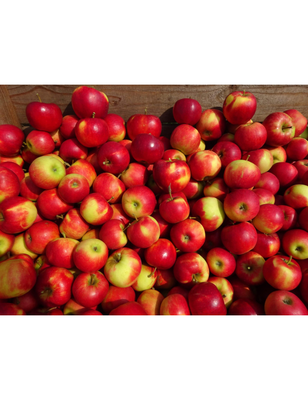 Diverse soorten appels & Peren Diverse soorten appels & Peren